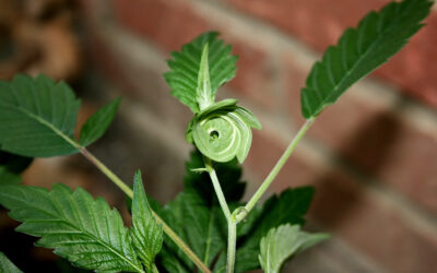 Monster Cropping Cannabis