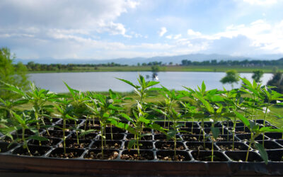 Waayb Organics: Farm Credit