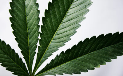 Grow Compliant in 2019