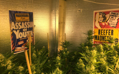 Cannabis Mentorship: First Personal Grow