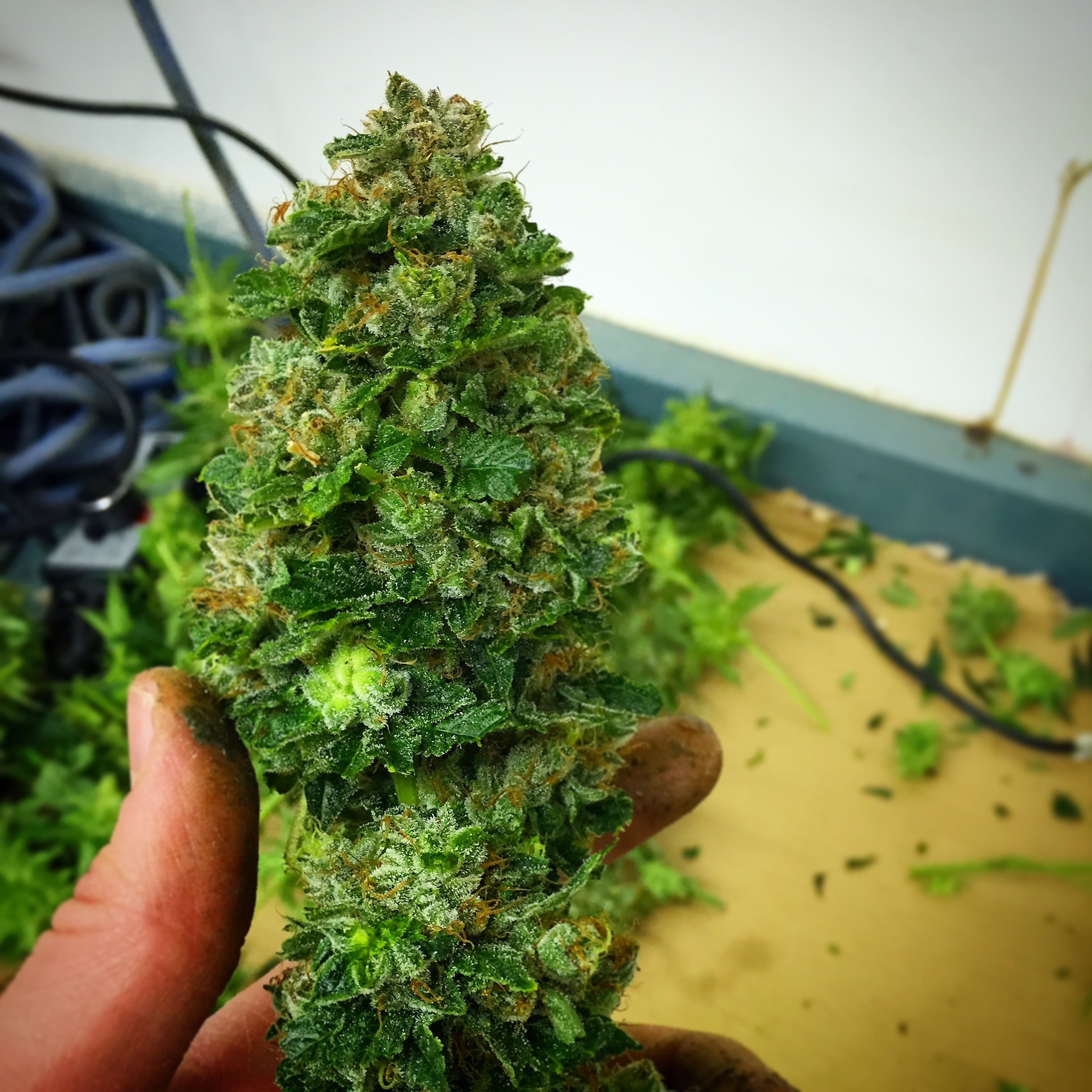 Processed Trim